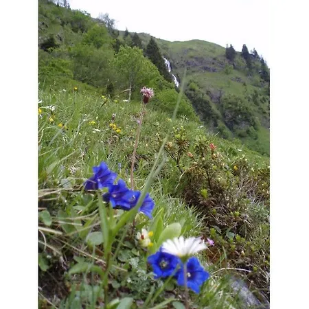 Martin 3 Edelweiss *